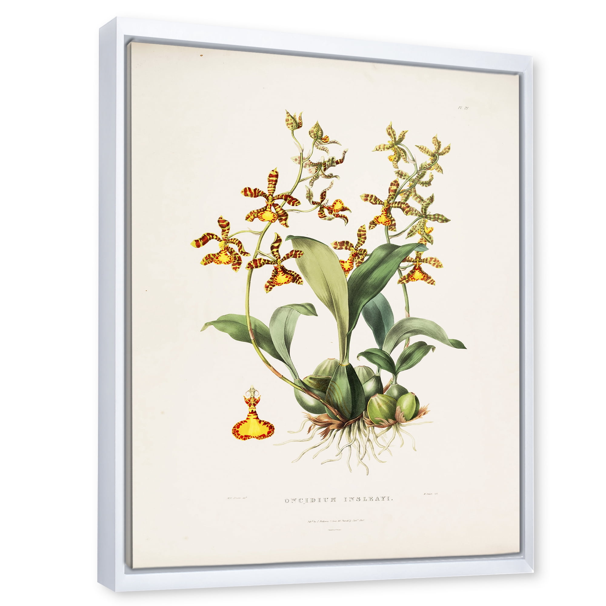 Designart 'Ancient Flower I' Traditional Framed Canvas Wall Art Print