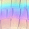 B-Rainbow Purple