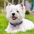 thumbnail image 3 of Agiferg Cute Mini Pet Dog Bling Rhinestone Chocker Collars Fancy Dog Necklace, 3 of 3