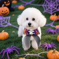 thumbnail image 4 of Durable Halloween Pet Collar for Dogs and Cats - Chew- Polyester Accessory for Festive Indoor Outdoor Use, 4 of 5