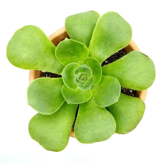 Aeonium Green Platters (4"+ Clay Pot) - Live Healthy Succulents - Tiny, Lovely, Easy to Care Rosette Succulents