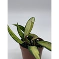 thumbnail image 6 of Variegated Wayetii Hoya Tricolor in a 2 inch Pot, 6 of 7