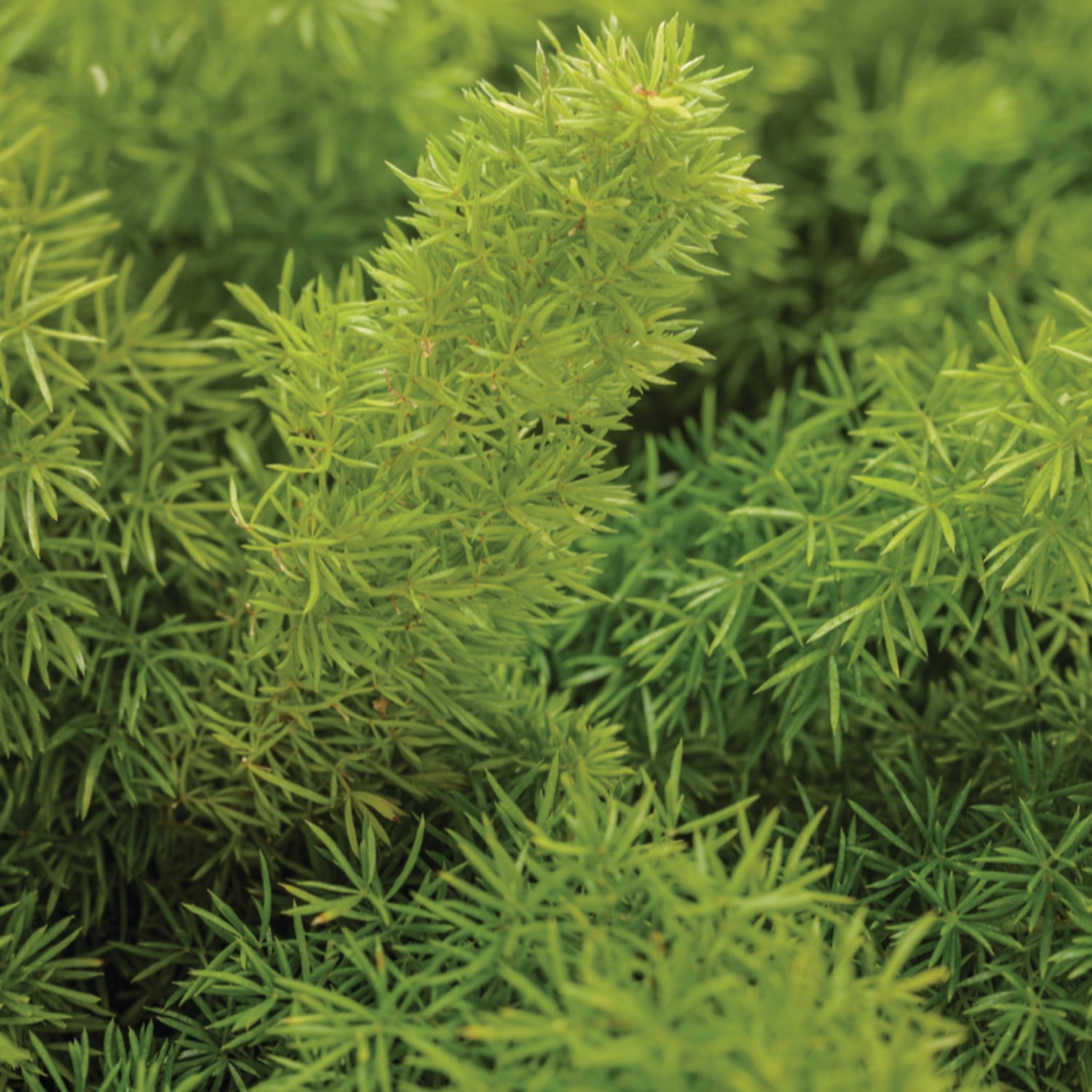 Proven Winners 5"   Myersii Foxtail Fern Live Plant in 4.5" Pot