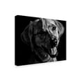 thumbnail image 2 of Trademark Fine Art 'Canine Scratchboard XXIII' Canvas Art by Julie T. Chapman, 2 of 4