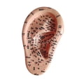 thumbnail image 4 of Xuanheng Human Ear Ear Teaching Model for Learning Demonstration Training Right, 4 of 8