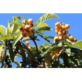 thumbnail image 2 of Loquat Fruit Tree Seeds for Planting, 3 Seeds Per Packet Non GMO & Heirloom Seeds, Botanical Name Eriobotrya Japonica, Great Gift, 2 of 8