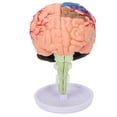 thumbnail image 3 of 4D Anatomical Brain Assembled Model Clear Structure Vinyl Simulation Brain Model for Learning, 3 of 5