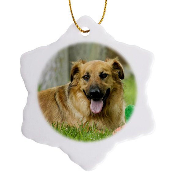3drose, Breed Rescue Dog, Santa Fe, New Mexico - Us32 Jmr0445 - Julien Mcroberts, 3 inch Snowflake Porcelain Ornament