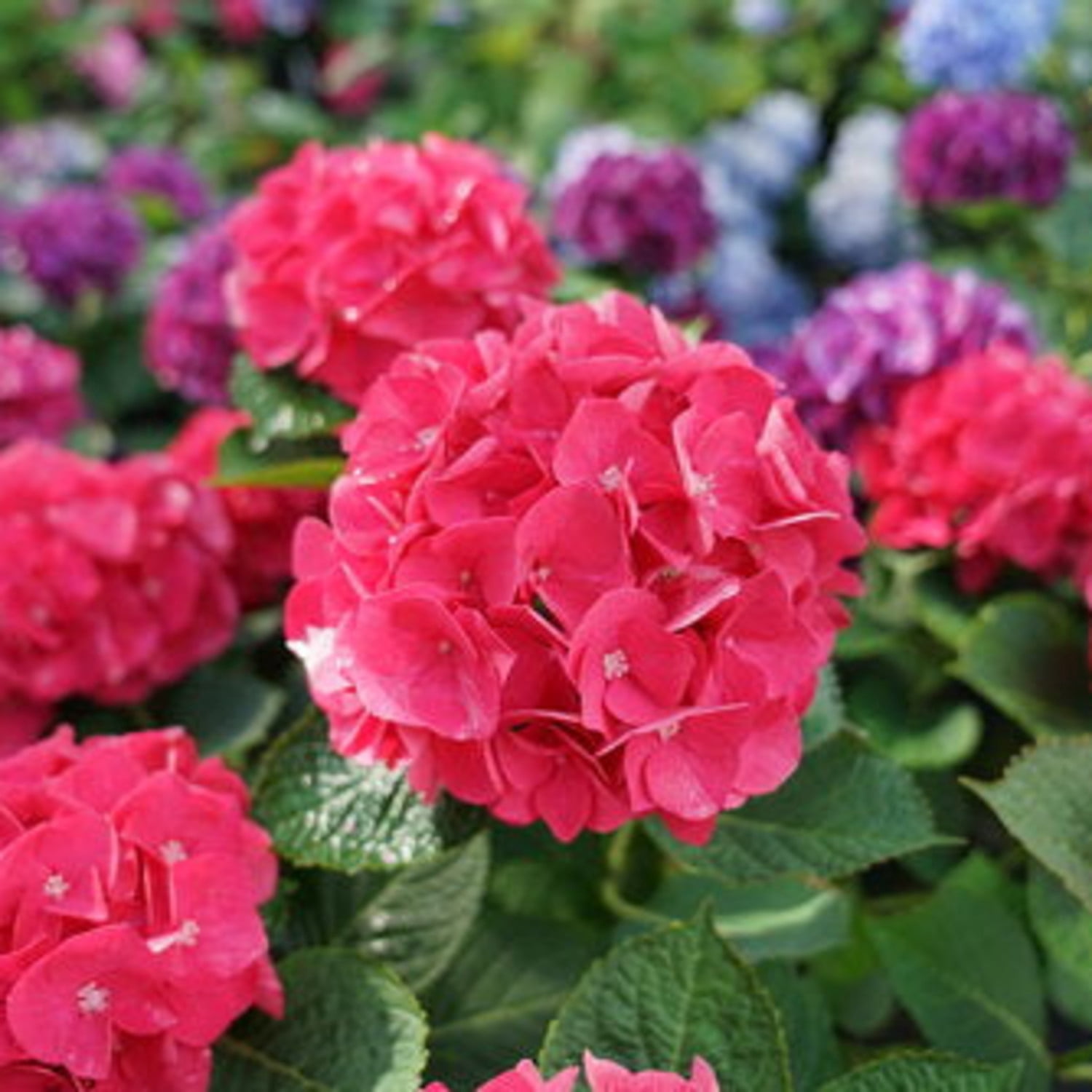 Proven Winners ColorChoice 5" Multicolor Wee Bit Giddy Bigleaf Hydrangea Live Plant in 4.5" Pot (4 Count)