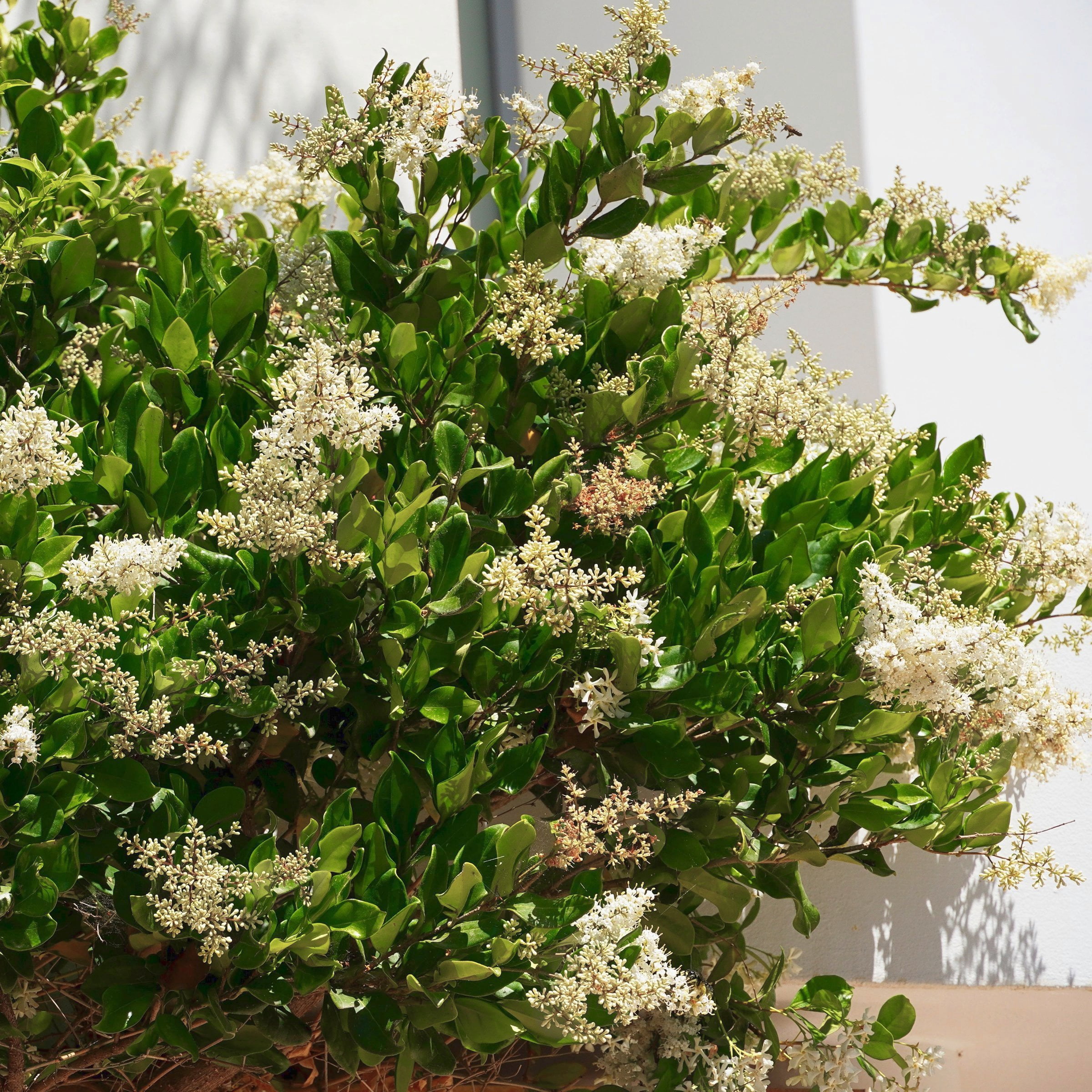 National Plant Network 1 gal. Wax Leaf Ligustrum (4-Pack)