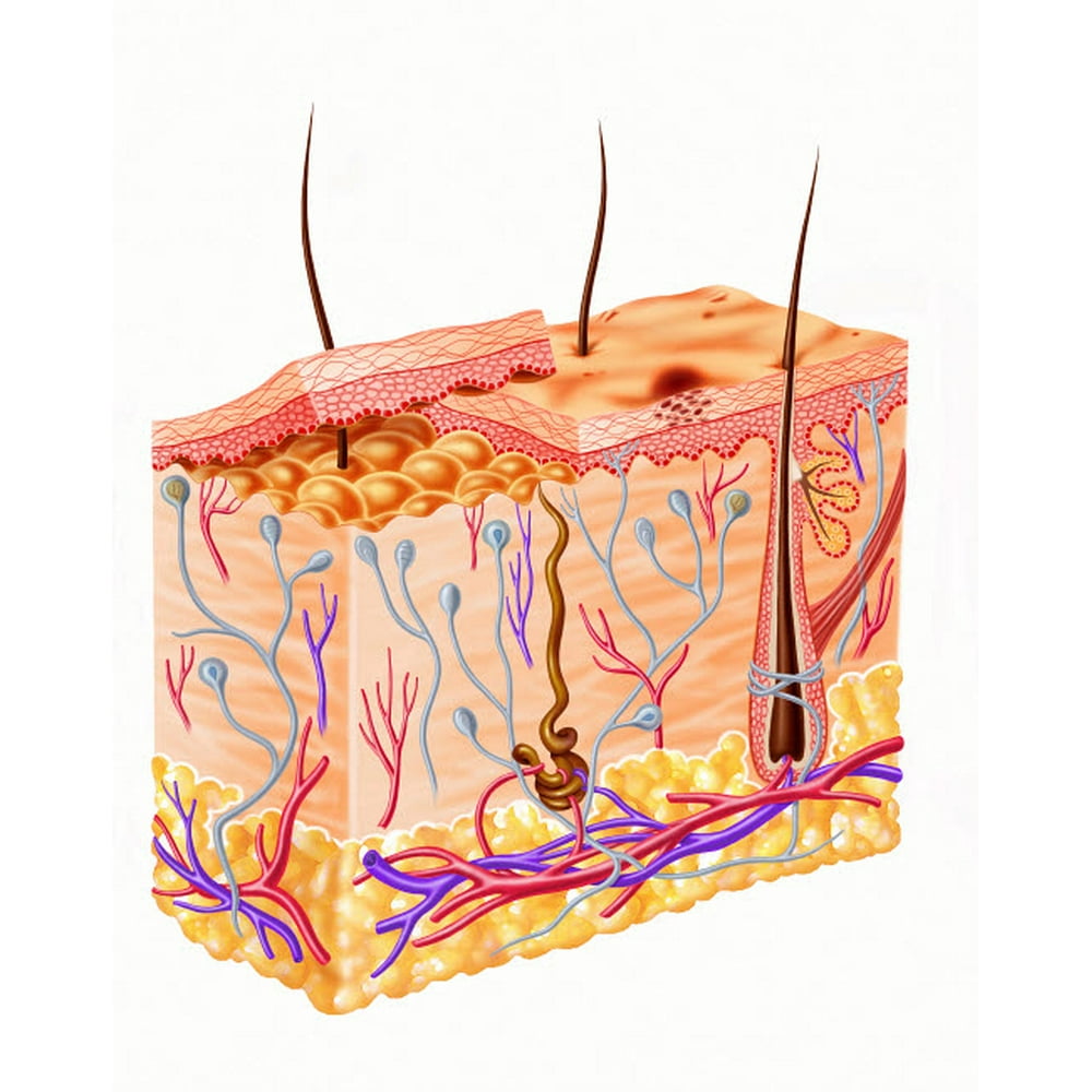 Diagram showing anatomy of human skin Poster Print by Leonello Calvetti ...