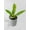 4_PHILODENDRON_RING.OF.FIRE.VAR, variant on Variegated Philodendron Ring of Fire - Live Air-Purifying Indoor Plant in Nursery Pot – Easy Care, Low Maintenance Houseplant for Home & Office Decor, Natural Air Cleaner, Best for Beginners (2"Pot)