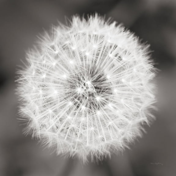 Art.com Dandelion Seedhead Art Print by Alan Majchrowicz, 16" x 16"