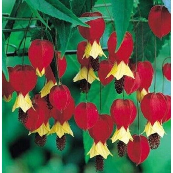 25 Red Yellow Bleeding Heart Seeds Perennial Flowers Seed Shade Flower 311