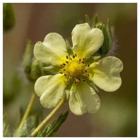 Everwilde Farms - 1 oz Prairie Cinquefoil Native Wildflower Seeds - Gold Vault Bulk Seed Packet