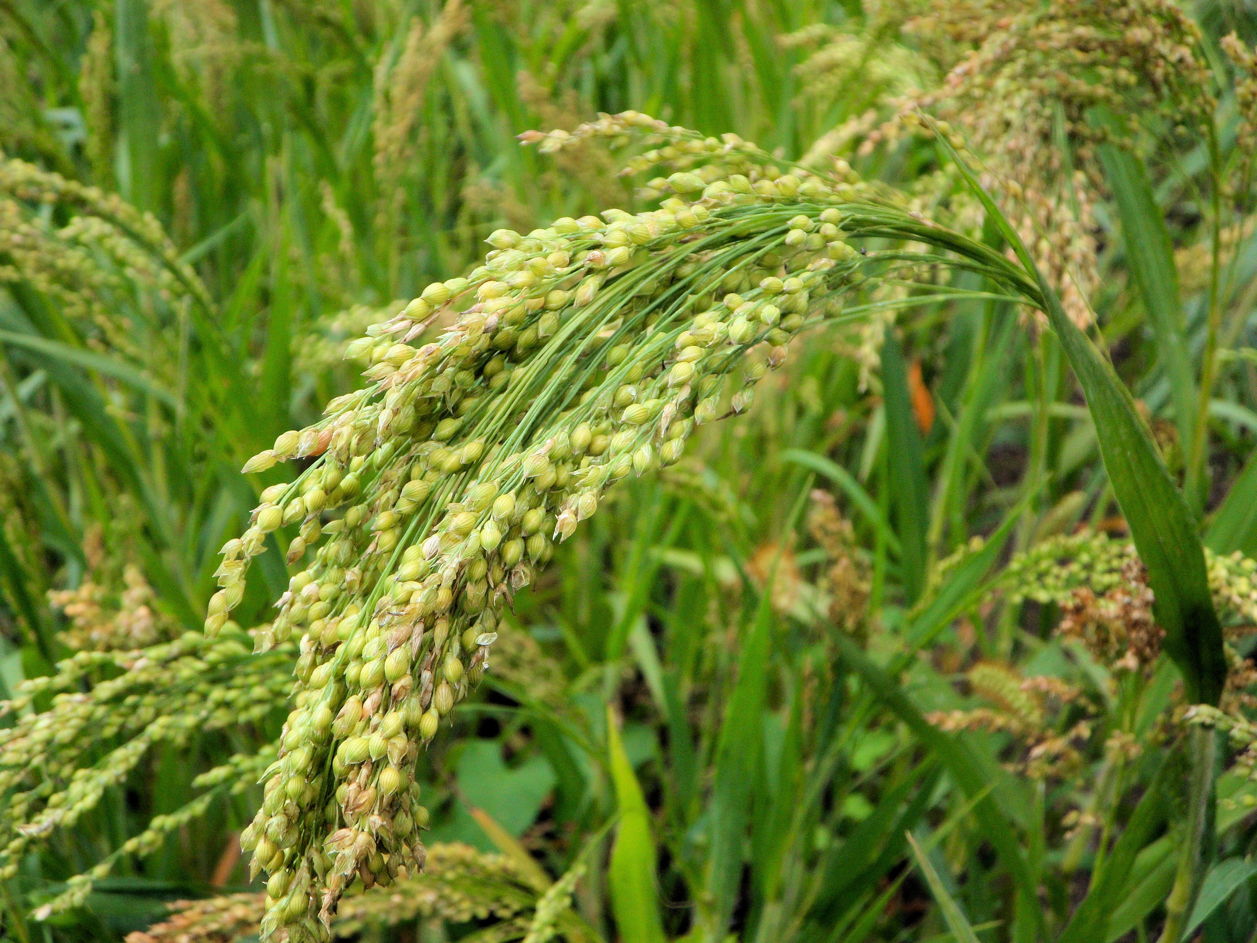 Approximately 500+ seeds starter pack Brown Top Millet Forage crop ground cover erosion