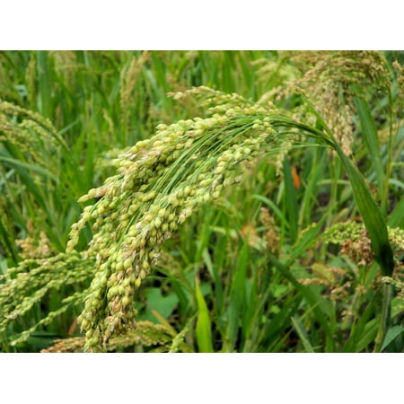 Approximately 5000+ seeds Brown Top Millet -Forage crop ground cover - erosion control all zones -super fast
