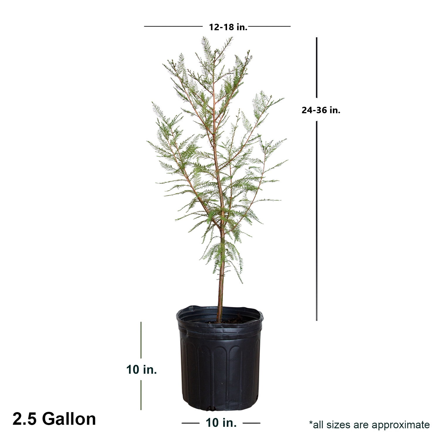 Expert Gardener Bald Cypress Live Tree, 2.5 Gal Pot