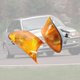 thumbnail image 3 of Cubierta de luz de señal de giro Lente amarilla YONGSHENG duradera compatible con BMW E46 1998-2001, 3 of 5