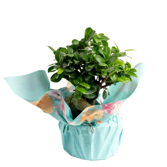 Costa Farms 12-18" Tall Bonsai Grower's Choice, Bright Indirect Sunlight, Indoor Live House Plants