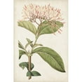 thumbnail image 3 of Ridgeway 17x24 Black Modern Framed Museum Art Print Titled - Antique Botanical Collection VI, 3 of 5