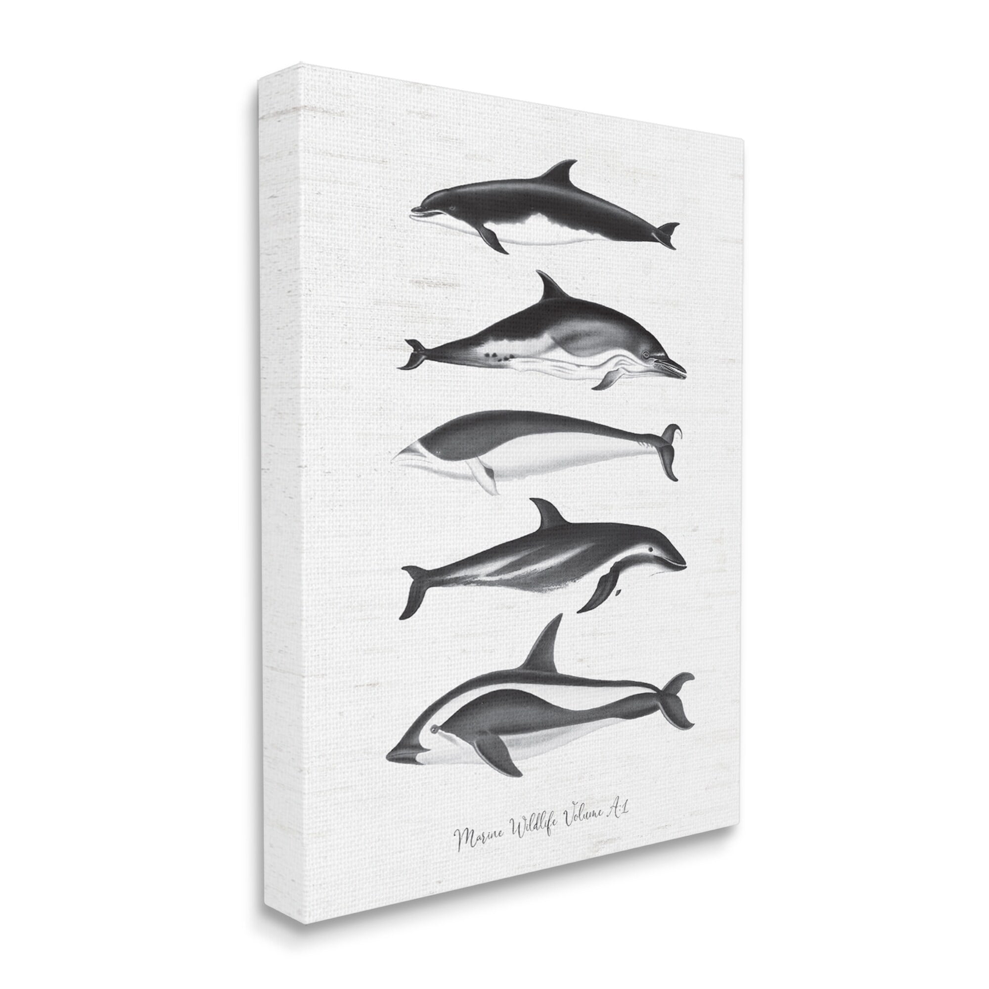 Stupell Industries Marine Life Orca Whales Diagram Grainy Pattern Graphic Art Gallery Wrapped Canvas Print Wall Art, Design by Lettered and Lined