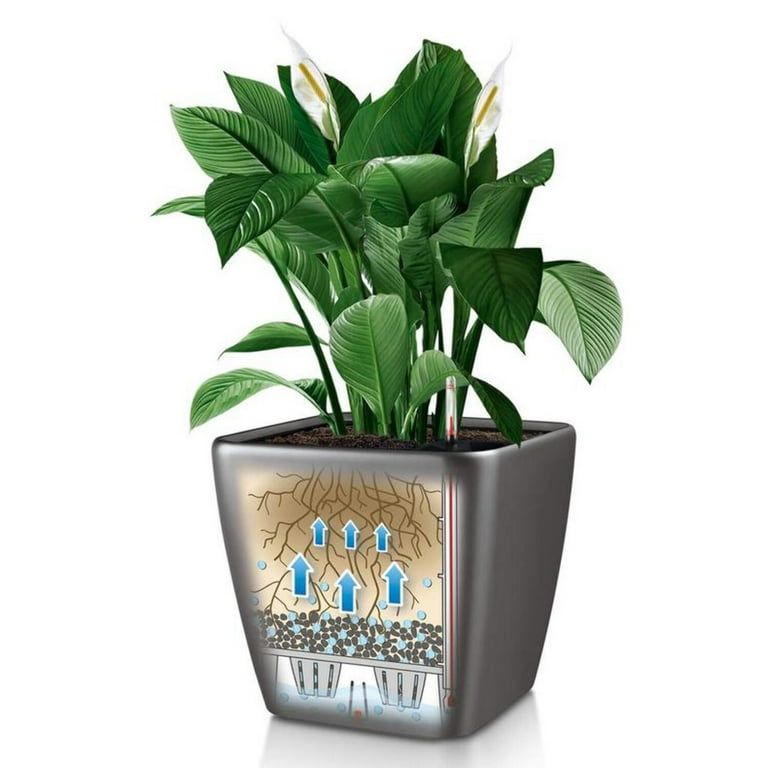 lavender plant photos Baby Blue Lavender main image 1