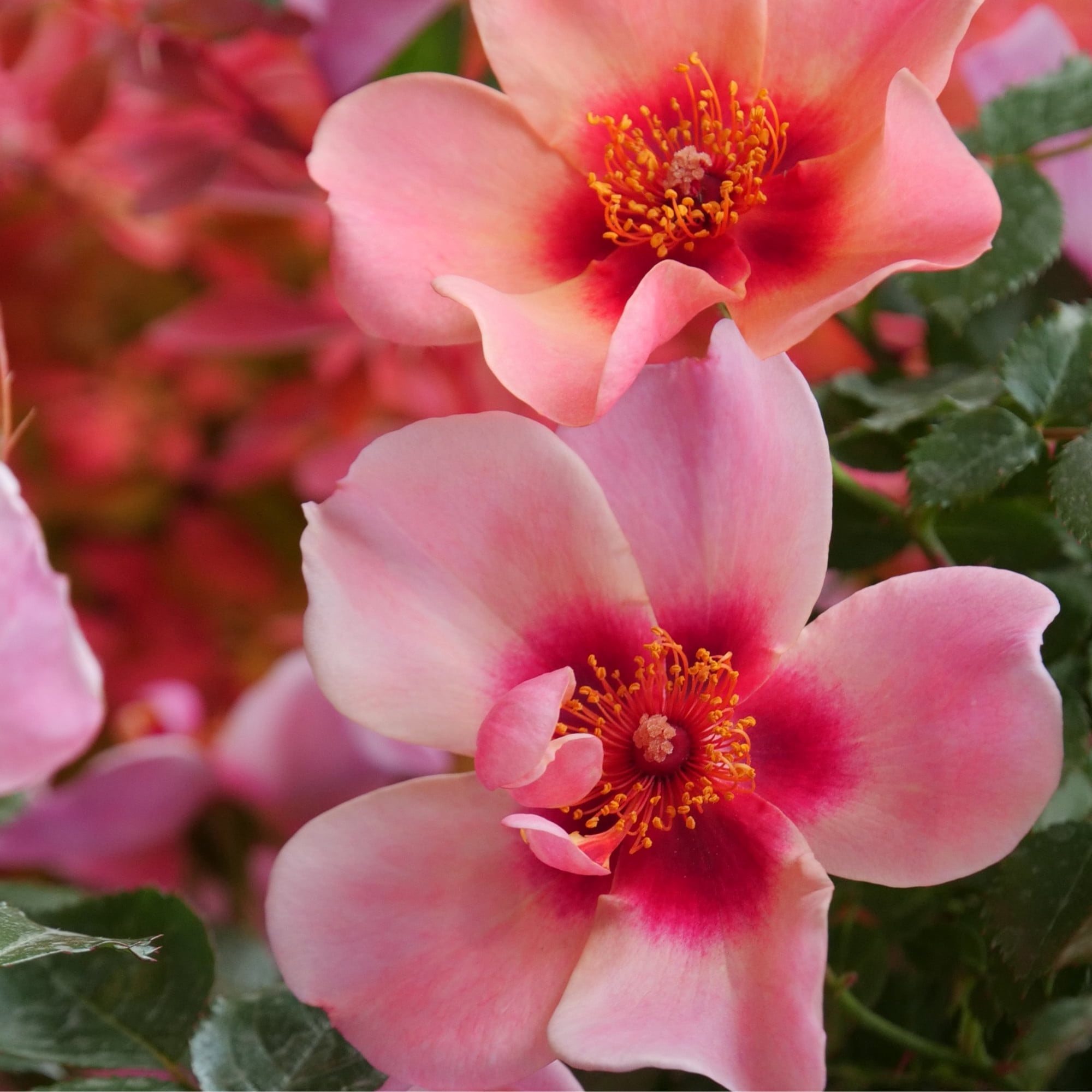 Proven Winners ColorChoice 5" Multicolor Ringo All-Star Rose Live Plant in 4.5" Pot (4 Count)