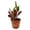 1 Plant, variant on Croton Batik - 1 Live Starter Plant - Codiaeum Variegatum - Beautiful Easy Care Indoor Houseplant