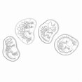 thumbnail image 1 of Dinosaur Cookie Fossil Cookie Cutter 4Pc Dinosaur Bone Fossil Mold for Baking Enthusiasts, 1 of 5