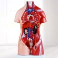 thumbnail image 4 of Flmtop Anatomical Human Torso Body Model Anatomy Internal Organ Medical Teaching Mold, 4 of 7