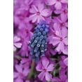 thumbnail image 2 of Rotenberg, Nancy 17x24 Gold Ornate Wood Framed with Double Matting Museum Art Print Titled - Grape Hyacinth in Phlox in garden, 2 of 4