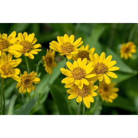 20 MEADOW ARNICA Chamissonis Silver American Native Yellow Flower Herb Seeds