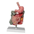 thumbnail image 4 of Modelo del digestivo humano, modelo de duodeno de rectum duodenum enseñanza enseñanza de la enseñanza d educativo para de, 4 of 8