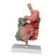 thumbnail image 4 of digestivo humano Modelo de intestino grande CECUM Modelo de PVC Modelo de enseñanza Sturdy Scientific Medical para aula de exhibición, 4 of 10