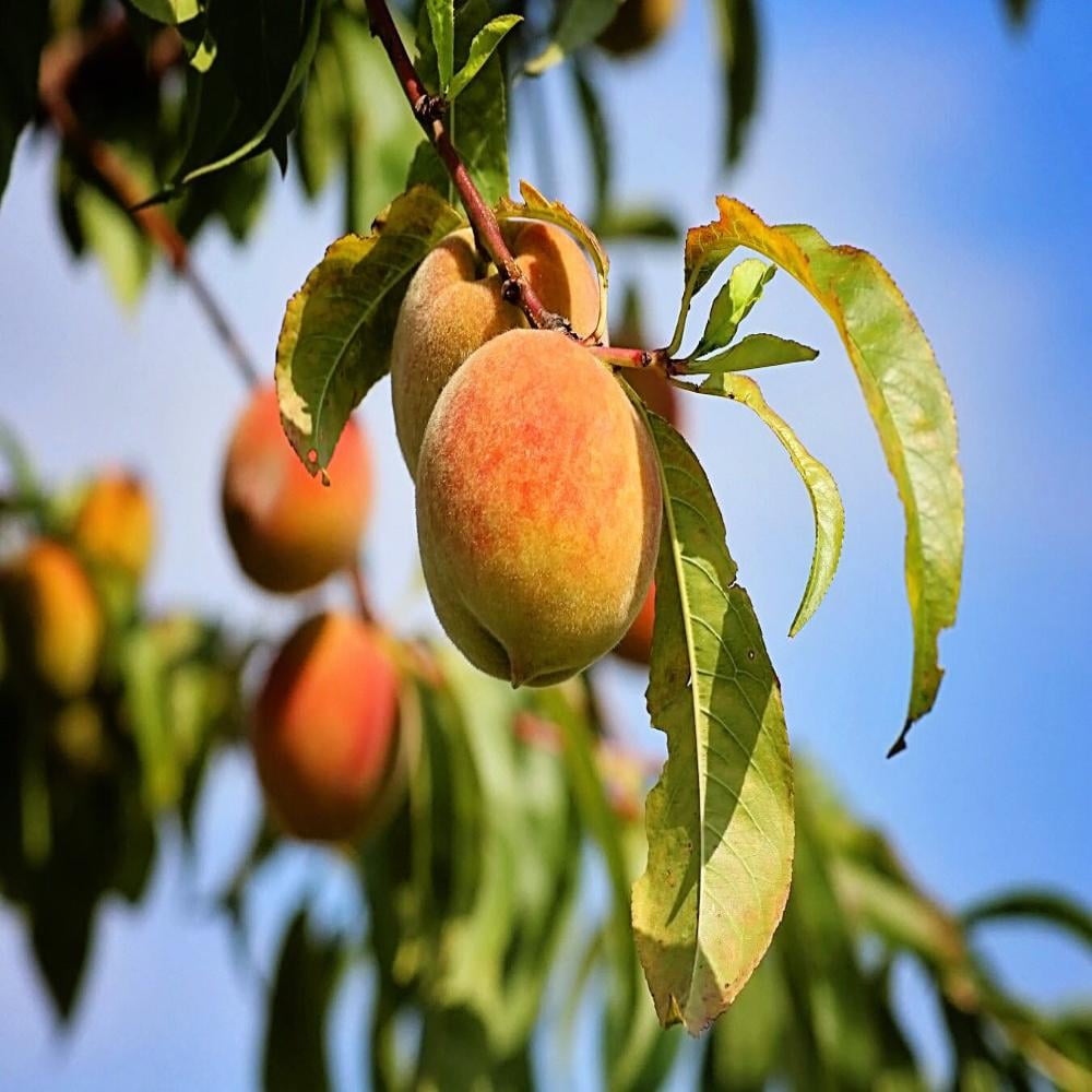 Expert Gardener 1-2 ft. Tall Earligrande Peach Live Tree in 1- Gallon Grower Pot