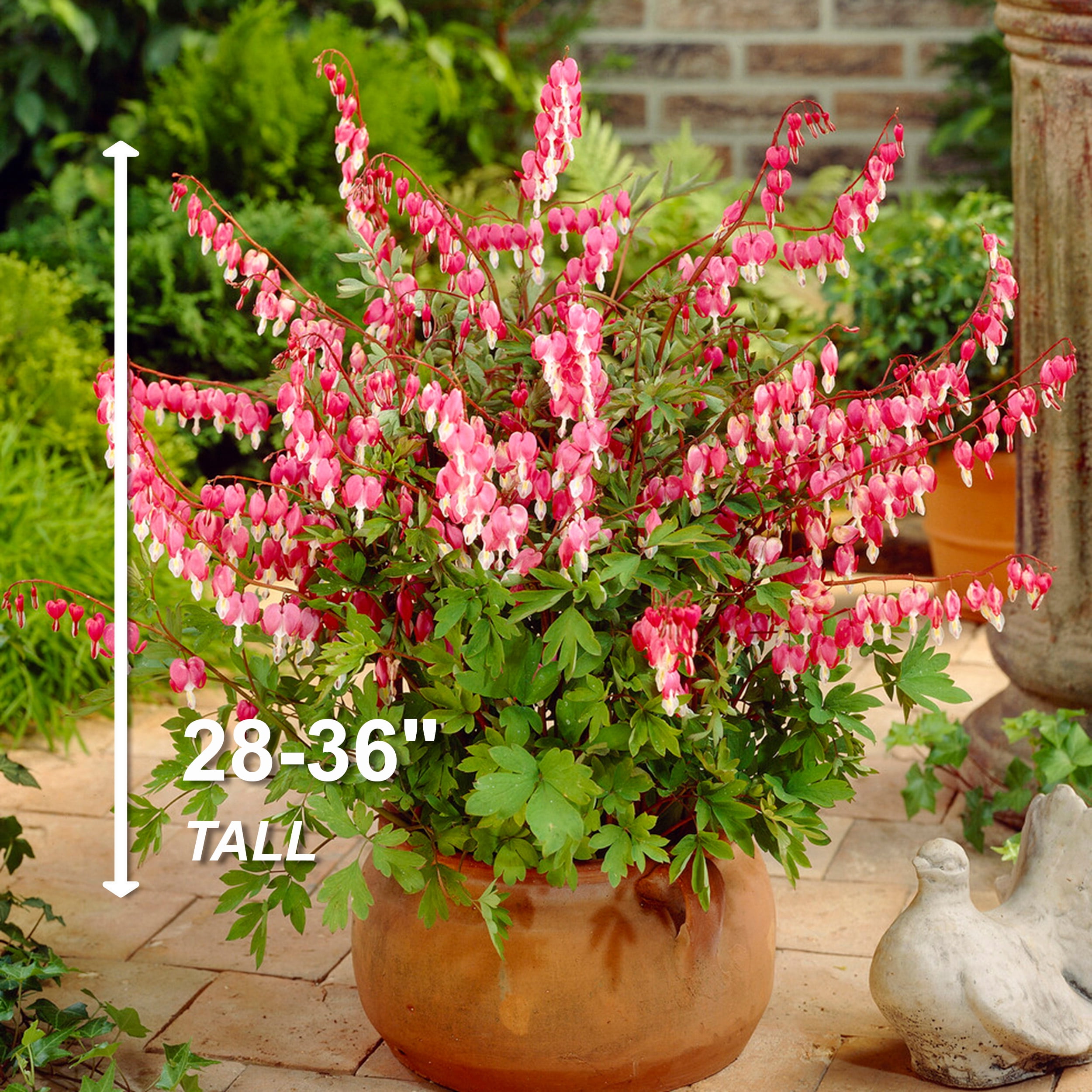 Garden State Bulb Bleeding Heart Dicentra Spectabilis, Bare Roots, Spring Planting (Bag of 18)