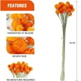 thumbnail image 2 of 30Pack Dried Amaranth Flowers Arrangement,QZS Portable Dried Globe Amaranth Naturally for Home Decor,Dry Globe Flower for Party,Home Decor,Orange, 2 of 6