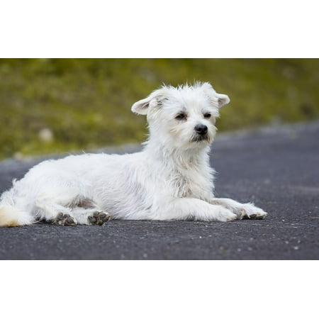 LAMINATED POSTER Pet White Dog Mammal Maltese White Small Dog Dog Poster Print 24 x