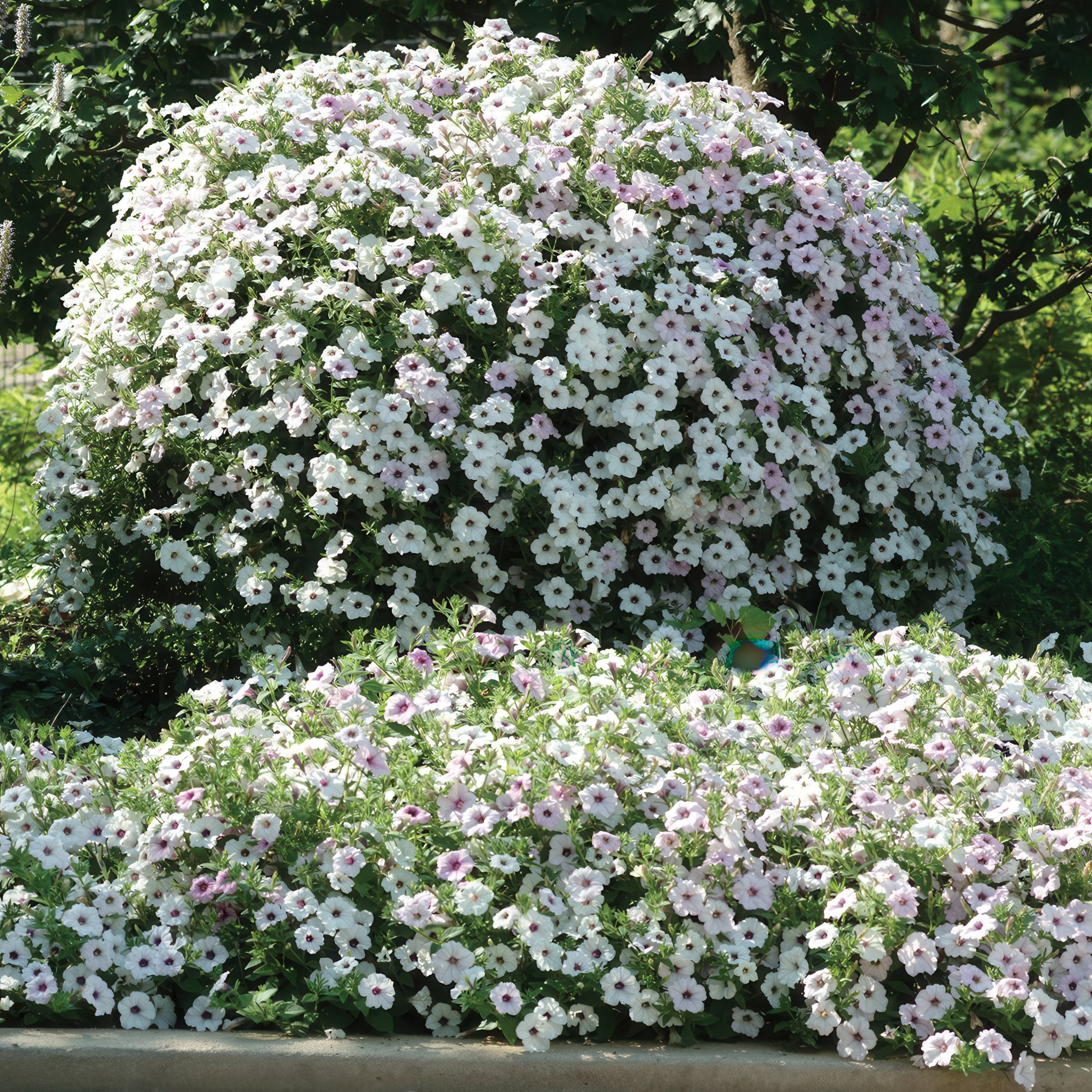 4 in. Petunia Tidal Wave Silver Live Annual Plant with White Flowers (3-Pack)