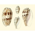 thumbnail image 3 of Vision Studio 18x15 Black Modern Framed Museum Art Print Titled - Splendid Shells VIII, 3 of 5