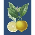 thumbnail image 2 of Risso, A. 12x14 White Modern Wood Framed Museum Art Print Titled - French Lemon on Navy II, 2 of 4