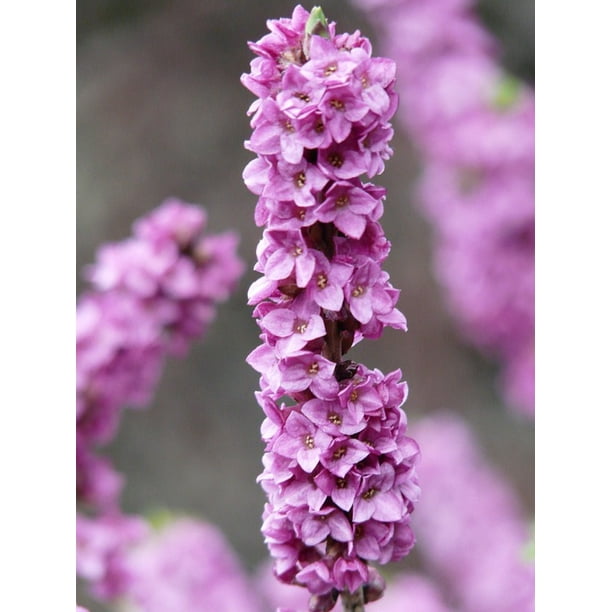 Daphne Mezereum Real Seidelbast Ordinary Seidelbast 20 Inch By 30 Inch Laminated Poster With Bright Colors And Vivid Imagery Fits Perfectly In Many Attractive Frames Walmart Com Walmart Com