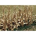 thumbnail image 2 of Dried Corn Stalks 2" Tall 28/Pkg-, 2 of 2
