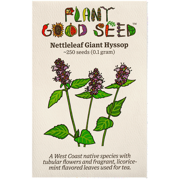 Nettleleaf Giant Hyssop Seeds