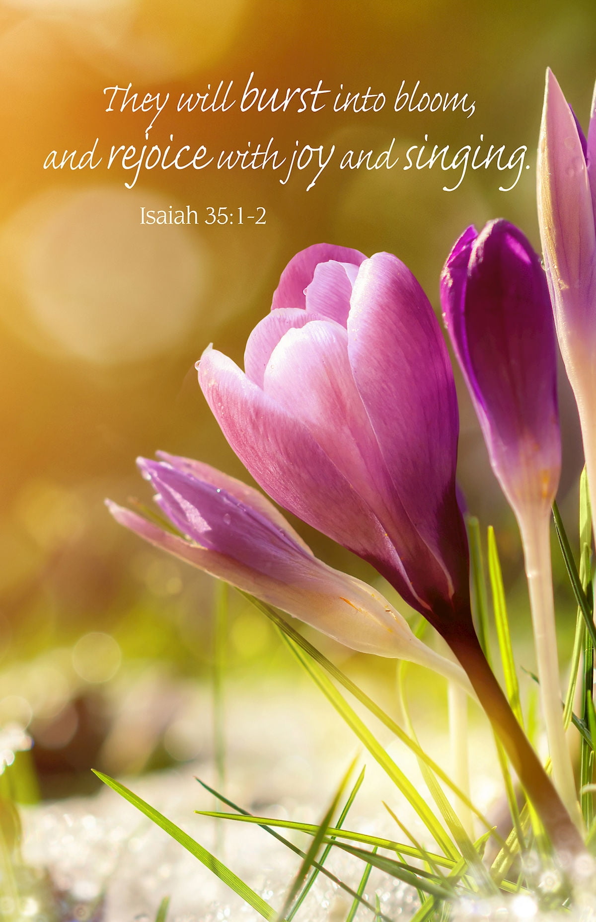 Burst Into Bloom Spring Bulletin (Pkg of 50) (Other)