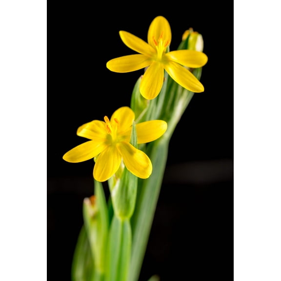 Seedville 10 Ornamental Yellow Eyed Grass Plant Seeds