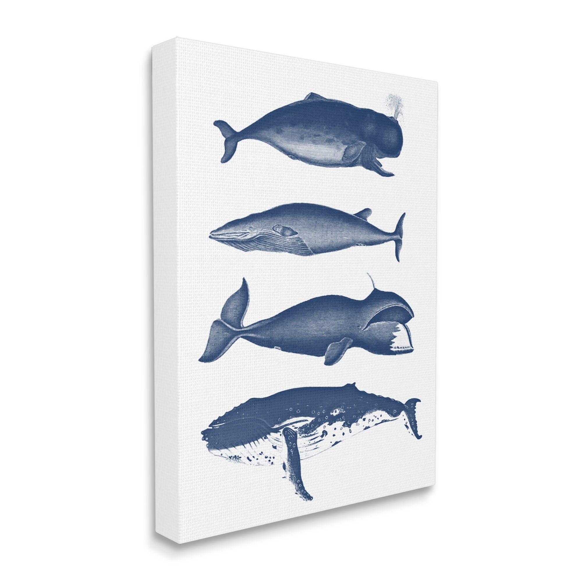 Stupell Industries Various Whales Types Sea Life Detailed Illustrations Graphic Art Gallery Wrapped Canvas Print Wall Art, Design by Lettered and Lined