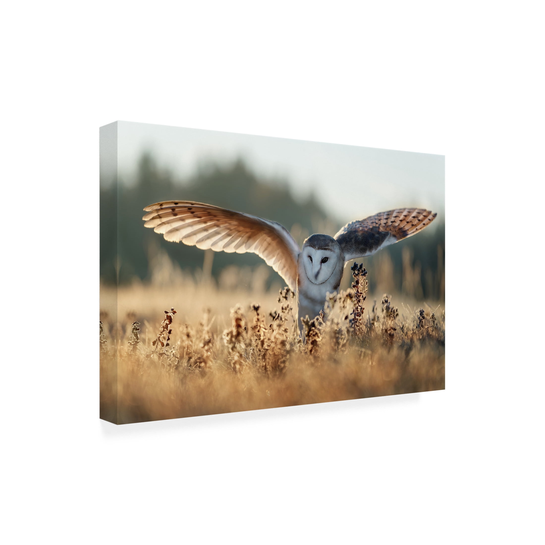 Trademark Fine Art Michaela Firesova Sunrise Canvas Wall Art