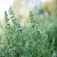 thumbnail image 3 of Plant Good Seed Catnip Seed Packet: Organic Seeds, Mint Perennial, Grow for Cat Nip Toys, Part Sun, 3 of 13